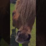 Wellbeing sessions covering Identity and the importance of self care , for both people and ponies 😀