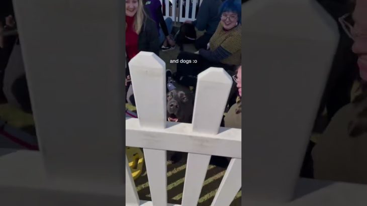 thank you, University’s student guild for setting up this wellbeing fest today :) it’s such a nice