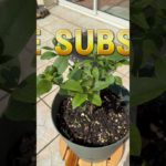 🤫Don’t say it!! Do you know??🥰#fast#thinkers#wellbeing#healthy#life!