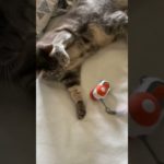 High-quality products designed for your cat’s well-being and your everyday comfort.