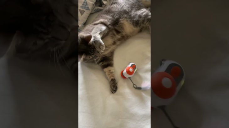 High-quality products designed for your cat’s well-being and your everyday comfort.