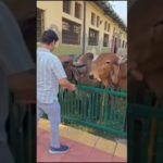 Serving for the well being | A day in our Gaudham Panchvadham #gauseva #gaudham #gaumata #dehradun