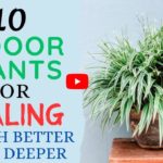 🌿 10 Indoor Plants for Healing and Wellness: Transform Your Health | Everything About Plants. 🌿