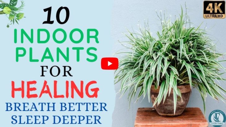 🌿 10 Indoor Plants for Healing and Wellness: Transform Your Health | Everything About Plants. 🌿