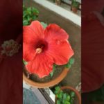 gardening is beneficial therapy for mental and physical #viralvideo  well-being#trending #ytshorts