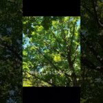 #ショート動画 #散歩 #ウェルビーイング #自然