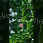 #6 ウィークエンド・ウェルビーイング #podcast #ビジネス書 #自己啓発