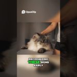 Cat Stress  Signs, Solutions, and Boosting Their Well being!  #cat #adoptstrays #yourcat