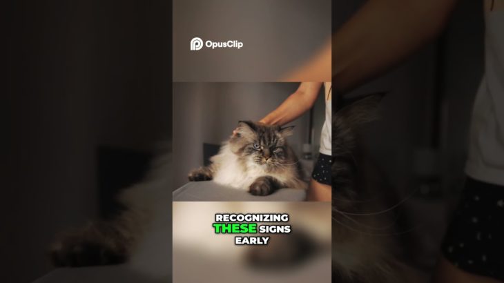 Cat Stress  Signs, Solutions, and Boosting Their Well being!  #cat #adoptstrays #yourcat