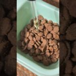 Cronicare Oil vertical