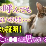 【猫スピリチュアル】ただのツンデレじゃない！猫が呼んでも来ないのは…深い意味があった✨