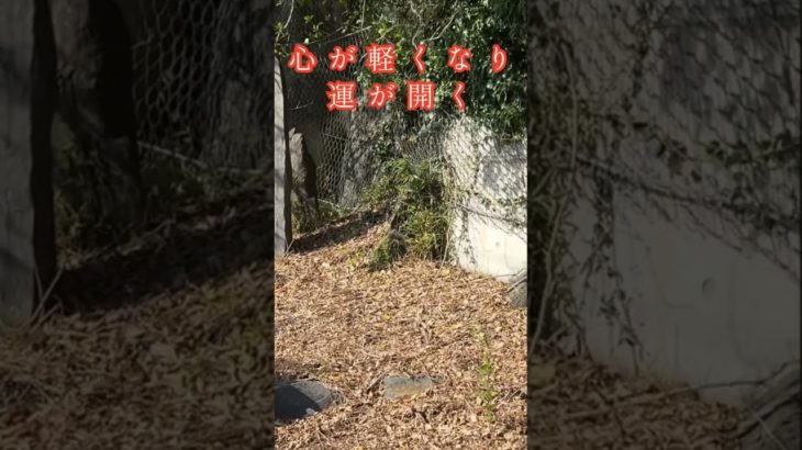 運命が動き出す“神様のタイミング” #スピリチュアル #神様 #パワースポット #運気上昇 #開運 #縁結び #幸運 #引き寄せ #神社参拝 #神秘体験 #宮城観光 #人生好転 #石巻市 #秋葉山神社