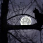 【睡眠☆癒し】静寂に包まれた森とフクロウの鳴き声、虫の音、Owl、ヒーリングで心と身体をリラックス☆