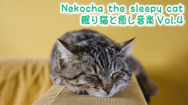 【睡眠用BGM音小さめ】眠り猫と癒し音楽Vol.4