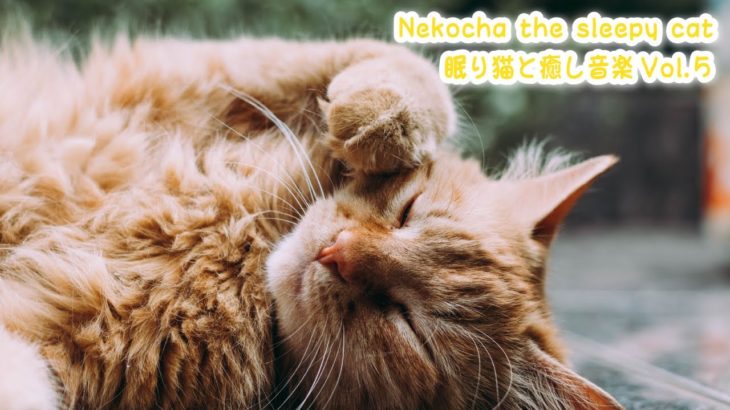 【睡眠用BGM音小さめ】眠り猫と癒し音楽Vol.5