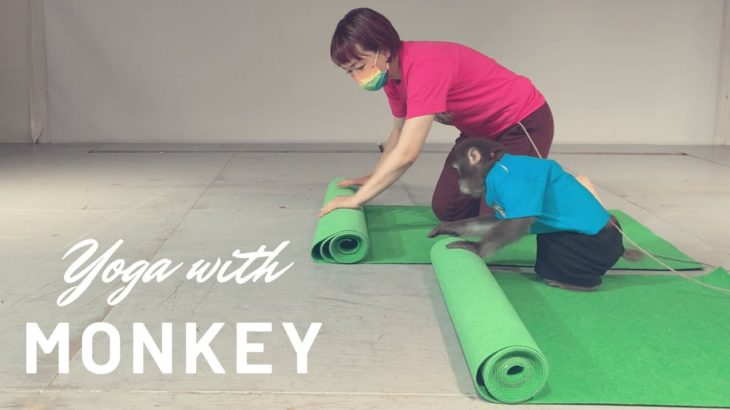 おさるとヨガ – ゆりありく