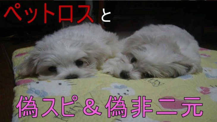 【ペットロス】と【スピリチュアル】ワクワク、ポジティブ、キラキラは、【覚醒】とは遠い場所へ。覚醒体験後、再び熟睡するニセ非二元。スピ教、非二元教をやめると本物の覚醒へ。