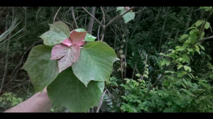 毎日15分ヨガ Day 16 daily Yoga 15 min.