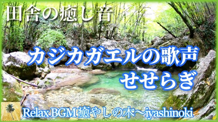 【睡眠用BGM】田舎の癒し音「カジカガエルの鳴き声」「せせらぎ」でリラックスしながら快眠へ。BGM for sleep. Kajika frog singing voice. Water sound.