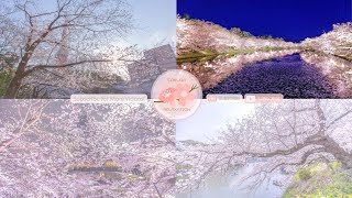 Japanese Sakura Relaxation Photos EP232 | Relaxing Music • 美しいリラックスミュージック • ヨガ瞑想リラクゼーション • 美しい音色 ピアノ