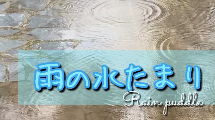 【ヒーリング】雨の水たまり　雨んぽ　雨　早朝　マインドフルネス　　#Short