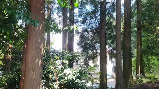 #椿大神社 #参拝 #パワースポット #自然 #スピリチュアル #お散歩 (１)