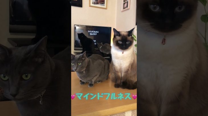 みんなでマインドフルネス