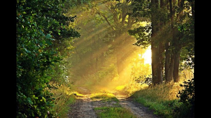 【癒しの音楽】森でリラックス 自然の音色 睡眠前 集中力を高める【ヒーリング】