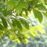 【夜眠れないときに聴く癒しの睡眠用BGM】 心身の緊張を解きリラックス効果 自律神経を整える 疲労回復 熟睡 安眠 ストレス緩和 落ち着く優しい音楽 波の音 α波