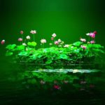 【睡眠、瞑想、癒し】奇跡を生み出す為の動画。気持ちが落ち着くまで見て下さい。