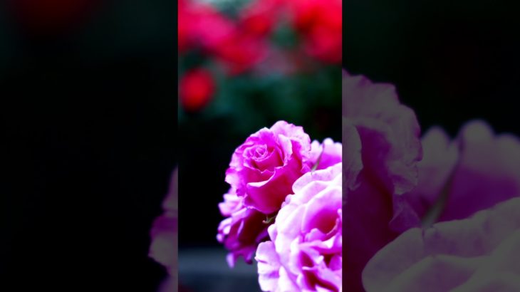 【Mindfulness, meditation, 15s】until it becomes a memory.【マインドフルネス瞑想。15秒間】思い出にかわるまで。