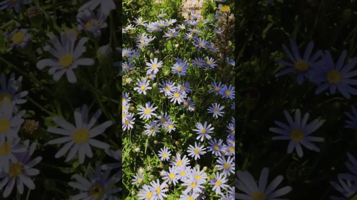 Relaxation Journey Part 3: Enhance Your Mental Health and Well-being #shorts