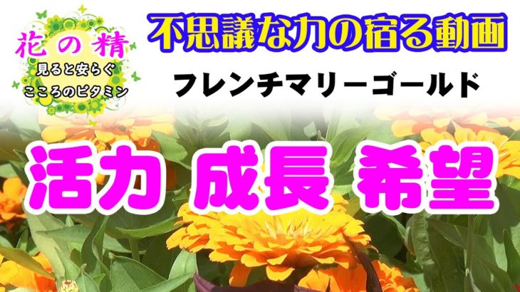 【体験版】スピリチュアルシリーズ「お花屋さんカフェ」花と音楽「フレンチマリーゴールド」　スローライフ～鮮やかな色彩とリラックスミュージックをお楽しみください。Vol.06  @otoEbox