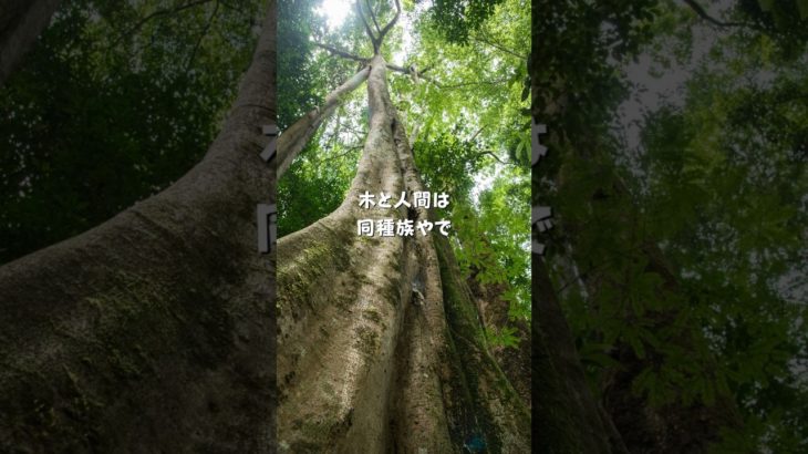 人間を避けたい木も おるねん #スピリチュアル #チャネラー  #スピリチュアルメッセージ