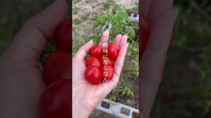 自然と触れ合う✴︎毎日の気づき✴︎メッセージ#スピリチュアル#メッセージ#自然が好き #癒し動画 #畑#野菜収穫 #野菜作り