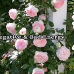 心と体に溜まった汚れや邪気を洗い流し 幸運を呼び込む音楽 🌿 浄化ヒーリング音楽, 癒し音楽, 瞑想音楽, 眠りながら浄化する音楽 🌿