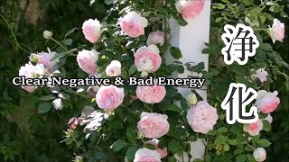 心と体に溜まった汚れや邪気を洗い流し 幸運を呼び込む音楽 🌿 浄化ヒーリング音楽, 癒し音楽, 瞑想音楽, 眠りながら浄化する音楽 🌿