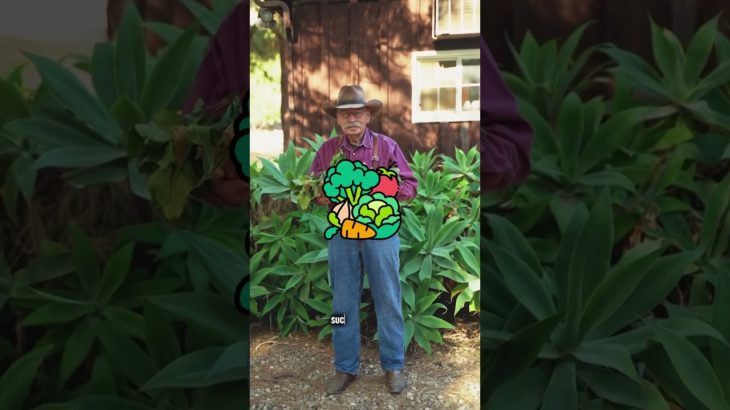 Vegetable backyard || #shorts #health #wellbeing #selfcare #mindfulness #mealprep