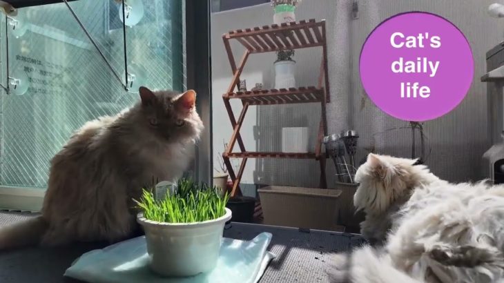 瞑想、ヒーリングミュージックと猫の癒し動画😻　healingmusic＆Cat’s daily life✨　疲れている方、眠れない方へ…安眠効果＆癒し＆自律神経を整える✨