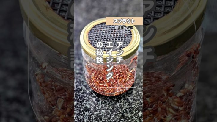 最短で収穫ブロッコリースプラウト#家庭菜園 #無農薬 #ウェルビーイング #オーガニック #無添加