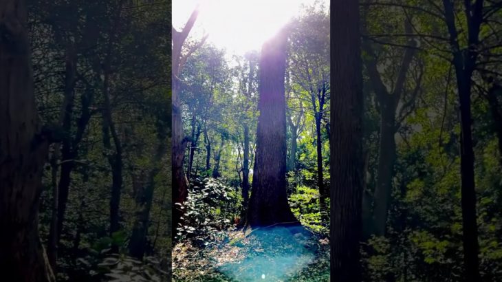 #shorts  #spiritual #healing  #スピリチュアル #浄化 #開運　#神　#god