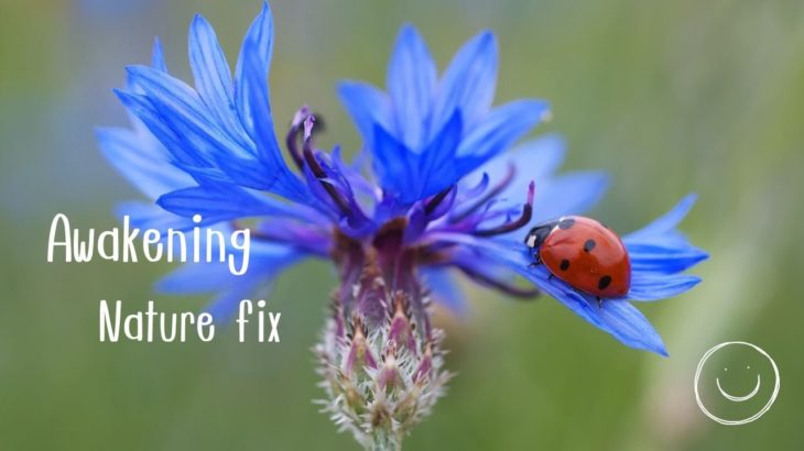 【癒し音楽】目覚め・深いリラクゼーション・幸福感・睡眠・瞑想・リフレッシュ