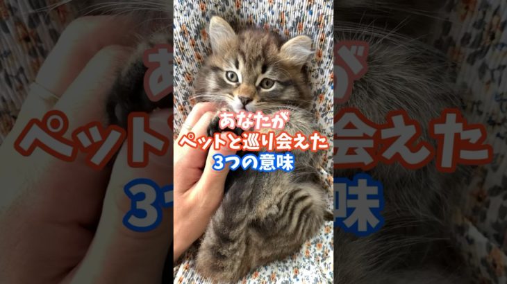 あなたがペットと巡り会えた3つの意味 #スピリチュアル #サイン #開運 #幸運 #ペット #猫 #犬 #shorts