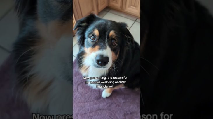 Yep…that’s me 😜 #wellbeing #dogs #financial #funny #worthit