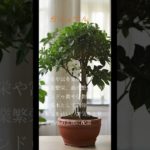 仕事運編　風水効果の観葉植物　#瞑想 #幸福 #癒し #風水 #運気 #運気アップ #感謝
