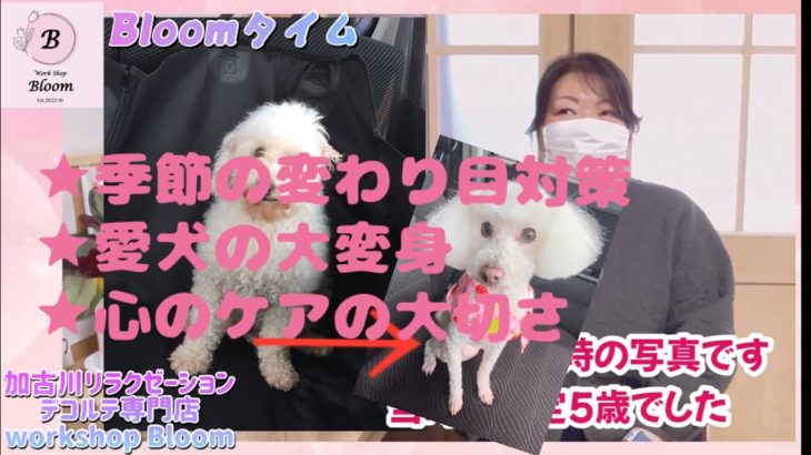 季節の変わり目対策#エステサロン #スピリチュアルサロン #保護犬