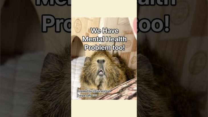 How do you care for your pet’s wellbeing? Share your tips in the comments! 🐾🏡 #guineadad #shorts