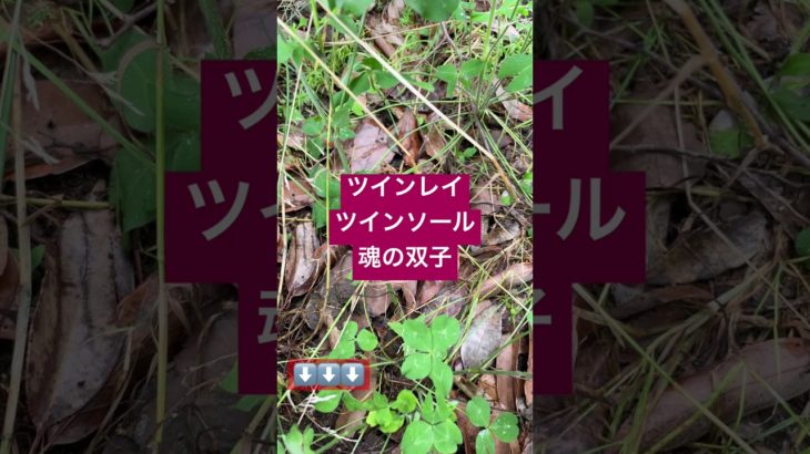 【ツインレイ】恋愛ではない学び！#スピリチュアル #意識 #人生 #恋愛　#自分を知る#本当の自分#ツインレイ #人生