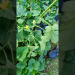 Wellbeing Melon Pickling