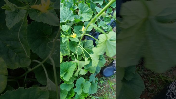 Wellbeing Melon Pickling